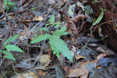 Adiantum paraense