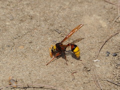 Delta pyriforme pyriforme