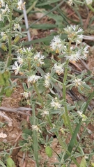 Reseda phyteuma
