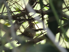 Fringilla coelebs