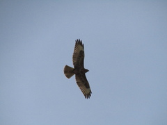 Buteo buteo