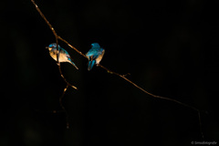 Cyornis turcosus