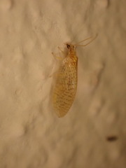 Hemerobius