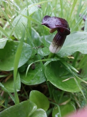 Arisarum simorrhinum