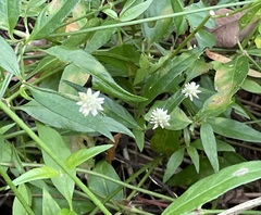 Alternanthera flavescens