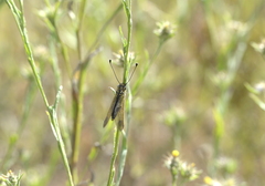 Libelloides ictericus