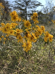 Senna pallida