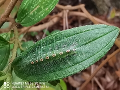 Tanaecia iapis