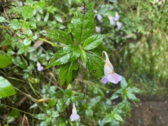 Impatiens uniflora