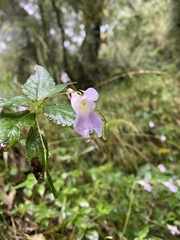 Impatiens uniflora