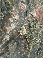 Lacinius dentiger