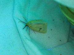 Diacrisia sannio