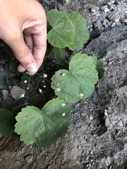 Heuchera missouriensis
