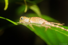 Gonocephalus bornensis