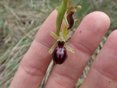 Ophrys sphegodes