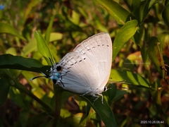 Tajuria cippus cippus