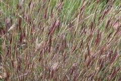 Bothriochloa ischaemum