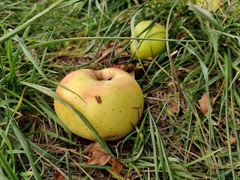 Malus domestica