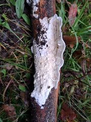 Byssomerulius corium