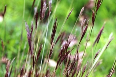 Bothriochloa ischaemum