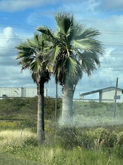 Sabal palmetto