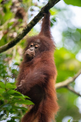 Pongo pygmaeus morio