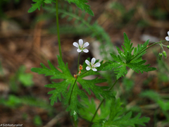 Geranium asiaticum