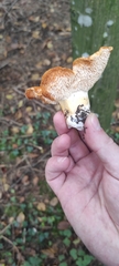 Hydnum rufescens