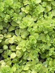 Micranthemum umbrosum