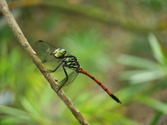 Agrionoptera insignis