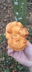 Hydnum rufescens
