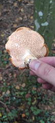 Hydnum rufescens