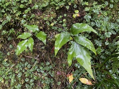 Cyrtomium devexiscapulae