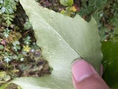 Cyrtomium devexiscapulae