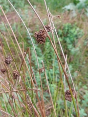 Juncus conglomeratus
