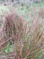 Juncus conglomeratus