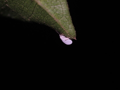 Coniopterygidae