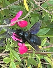 Xylocopa