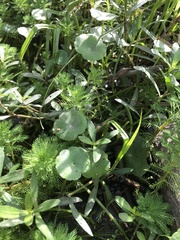 Hydrocotyle umbellata