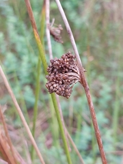 Juncus conglomeratus