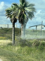 Sabal palmetto