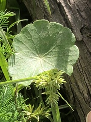 Hydrocotyle umbellata
