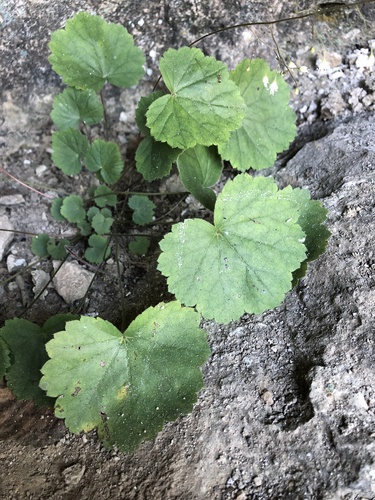 Heuchera puberula, photograph 3