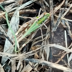 Oedaleus decorus