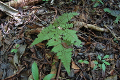 Triplophyllum dicksonioides