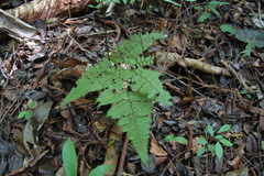 Triplophyllum dicksonioides