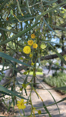 Acacia retinodes