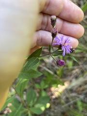 Vernonia glauca