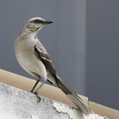 Mimus gilvus