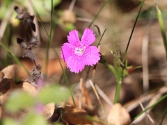 Dianthus deltoides
